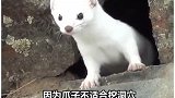 这么可爱的小仙女给你跳舞，别说单纯的兔兔了，任谁都受不了吧