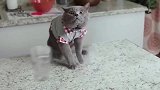 猫咪把杯子推过来，竟然变成一杯冰淇淋，递过去尝尝味道！