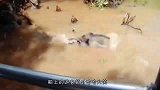 小猴溺水差点被淹死，路人只顾拍摄，猴妈妈赶紧来相救