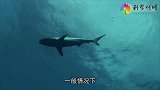 大白鲨VS虎鲸，究竟谁才是海洋最凶猛的动物？你觉得谁赢呢？