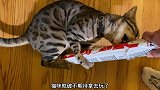 猫咪最喜欢抢你手里的东西，等拿到了，就不要了