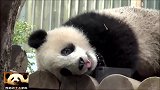 熊猫香香公主上班太累，趁空补觉：好累哦！