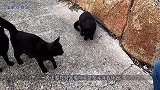 躲在缝隙里的小野猫，太可爱了，让它吃些食物后抱回家