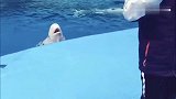 白鲸真调皮，看到饲养员在接受采访，不停的岸边吐水捣乱