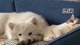 狗子被猫的尾巴烦透了，直接让猫玩自己的尾巴