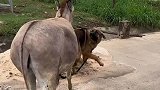 都说驴子能防狼，看这战斗力能防不住么