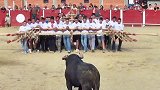 你见过如此不讲武德的斗牛方式吗？几十名男人合力欺负一头公牛