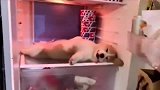 这食材肯定新鲜