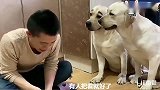 赛文想吃西瓜，主人骗它说西瓜是生的，结果赛文把西瓜拿去加热