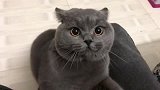 猫：你算什么东西敢说我
