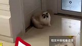 宽带师傅上门安装宽带，猫咪各种社恐反应