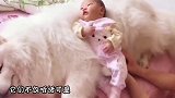 妈妈去买菜，命令狗狗在家照顾宝宝，回家后看到这一幕太有爱了！