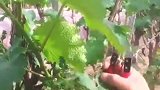 陆地巨峰葡萄，原来管理这么简单，好种易上手