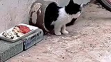 猫妈妈带着孩子们一起努力生活，有妈的地方就可以安心