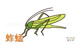 动物简笔画大全，画一只写实的蚱蜢简笔画