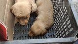 市场上东德牧羊犬，主人一声令下冲锋向前，镜头真实记录全过程