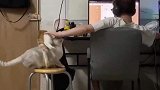 猫咪也会争风吃醋,嫉妒使猫面目全非
