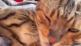 竟然被两只猫甜到了 ，磕到了！