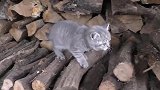 小奶猫在柴火堆里走，下不来急得喵喵叫，有没人救救我呀