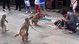猴子学跳舞。