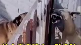 两狗之争，这咋还有两副面孔呢