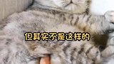 不可以随便摸我哦，我们猫也是有脾气的