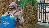 老黄瓜刷绿漆，装嫩