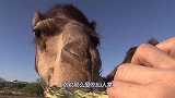 骆驼那么爱吃仙人掌，难道就不怕扎嘴切开后明白了