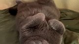 猫我不会出门的