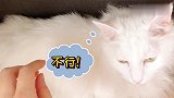 小猫咪身上长湖啦！猫：各退一步，我不是猫你不是人