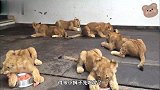 一到干饭时间，一群小狮子抱着饭碗就开吃，大狮子只能在旁边看着