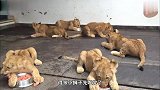 一到干饭时间，一群小狮子抱着饭碗就开吃，大狮子只能在旁边看着