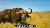 水牛被狮群围剿，结果出乎意料