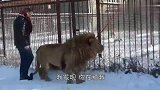狮子死活不肯进铁笼，男子踢了狮子一脚，下一秒，狮子回头了！