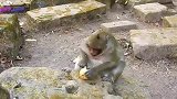 小猴子！真是吃的好时光
