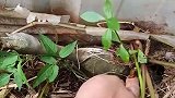 这王八钓的可真准，看龟壳就能看出来