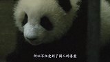 为何没见过有人去四川偷大熊猫？饲养员：那是你没见过它的真面目