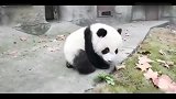 大熊猫：我生气后果很严重，国宝生气了应该怎么哄