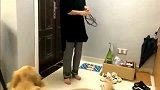 金毛干了件惊天动地的大事，主人以后遛狗不敢再穿拖鞋了！