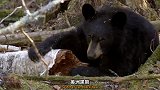美洲黑熊幼崽在玩耍中习得生存技能！