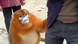 近日，陕西留坝县某村来了一只金丝猴，跟村民越来越熟，已然晋升成村民新宠。