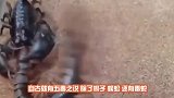 将五毒放在一起会怎样画面瞬间炸了，老螃蟹：一群渣渣