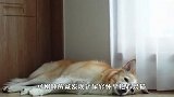 狗子刚睡醒，结果看到铲屎官怀里抱着猫咪，下一秒忍住别笑