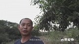 带狗狗带山上搞事，宠物狗第一次上山被骗了也开心