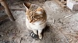 农村狸花猫颜值高，还会抓老鼠，大家都很喜欢它