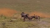 非洲野狗群残忍的攻击疣猪和角马，狩猎场面不要太刺激！