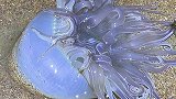 大海退潮后发现一群正在吐籽的大海螺