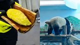 武汉动物园为科普展大熊猫粪便供游客闻 员工：气味清香