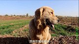 金毛发现两枚被泥土包裹的怪蛋，四周还有动物的脚印，什么品种？