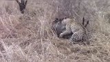 近距离拍摄花豹猎食野猪，疯狂挣扎把花豹顶飞上天